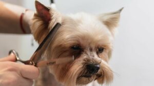 dog-7565682_1920