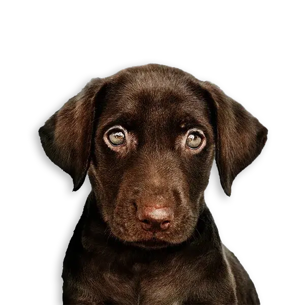 כלב-ללא-רקע-דף-ראשי