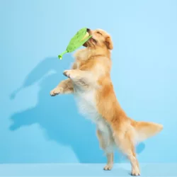 בארק בובת קלח תירס לכלב BARK